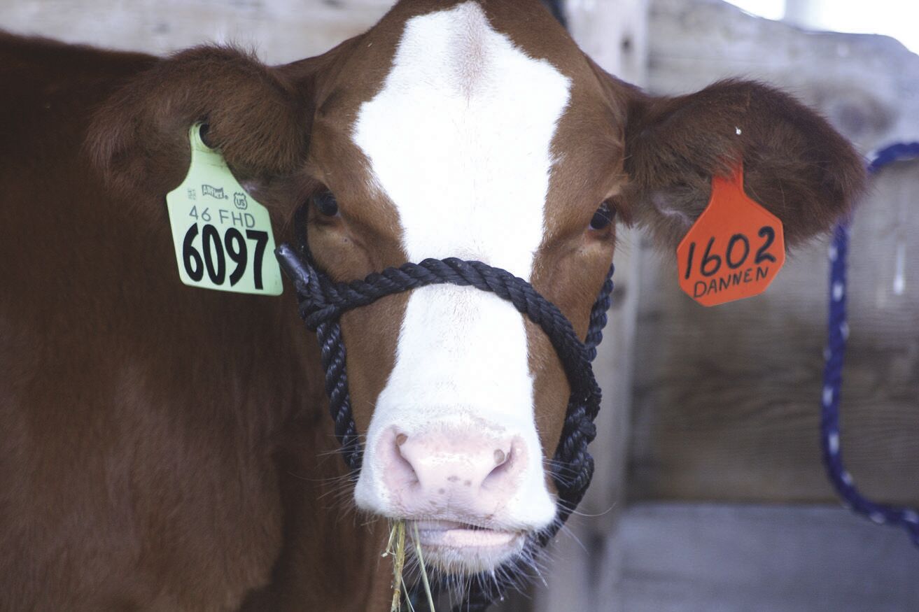 Fair calf